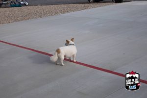 A small dog standing on a red line in a parking lot.